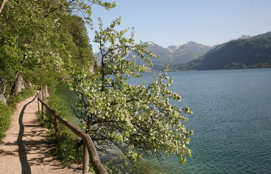 Eine Woche im Zeichen von Herbst/Frühling am Wolfgangsee