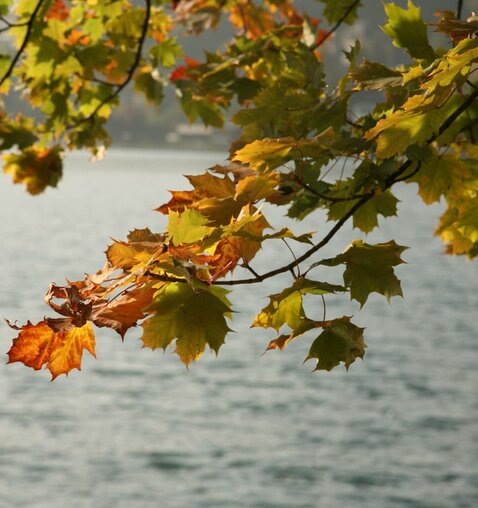 Herbsturlaub am See, Salzkammergut, Wolfgangsee/Fürberg